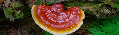 Zdravilne gobe, kot so Reishi, Fu Ling ali Cordyceps sinensis